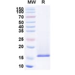 SDS-PAGE - Anti-Nucleoprotein Nanobody (A338378) - Antibodies.com