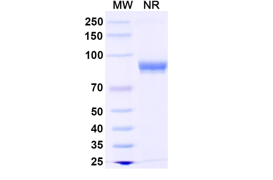 SDS-PAGE - Anti-Fusion Protein Nanobody [DS90] (A338399) - Antibodies.com