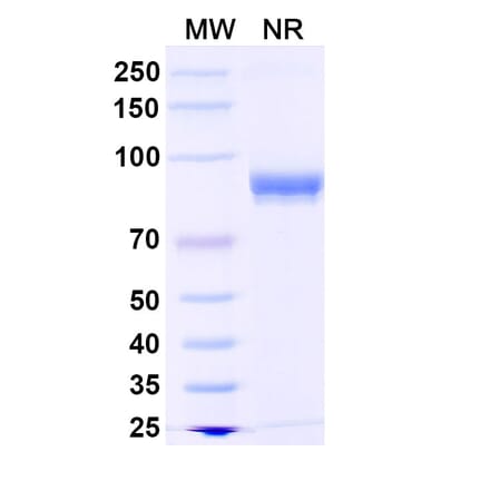 SDS-PAGE - Anti-Fusion Protein Nanobody [DS90] (A338399) - Antibodies.com