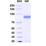 SDS-PAGE - Anti-Fusion Protein Nanobody [DS90] (A338399) - Antibodies.com