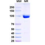 SDS-PAGE - Anti-Nav1.4 + Nav1.5 Nanobody [SAA2316] (A338401) - Antibodies.com