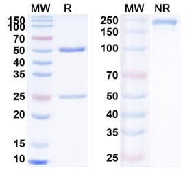 SDS-PAGE - Bermekimab Biosimilar - Anti-IL-1 alpha Antibody - BSA and Azide free (A338412) - Antibodies.com