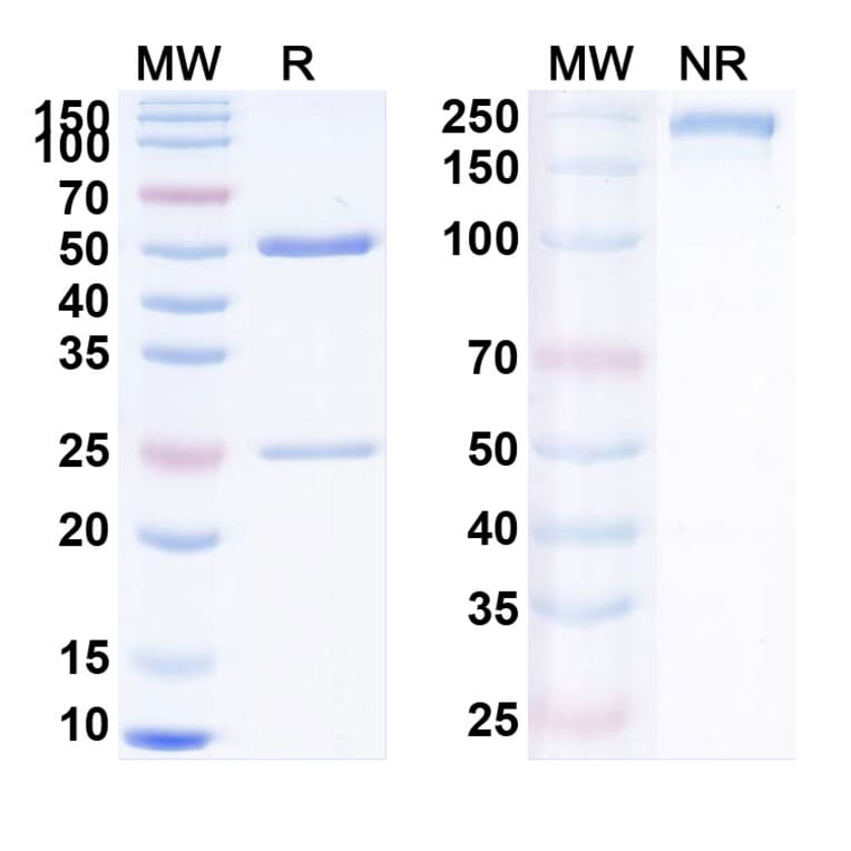 SDS-PAGE - Bermekimab Biosimilar - Anti-IL-1 alpha Antibody - BSA and Azide free (A338412) - Antibodies.com
