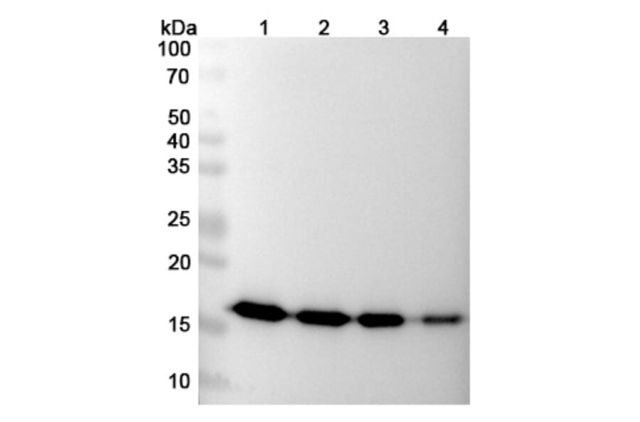 SDS-PAGE - Gevokizumab Biosimilar - Anti-IL-1 beta Antibody - BSA and Azide free (A338414) - Antibodies.com