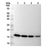 SDS-PAGE - Gevokizumab Biosimilar - Anti-IL-1 beta Antibody - BSA and Azide free (A338414) - Antibodies.com
