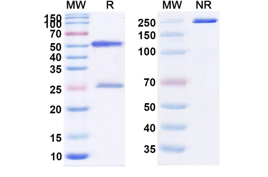 SDS-PAGE - Pascolizumab Biosimilar - Anti-IL-4 Antibody - BSA and Azide free (A338415) - Antibodies.com
