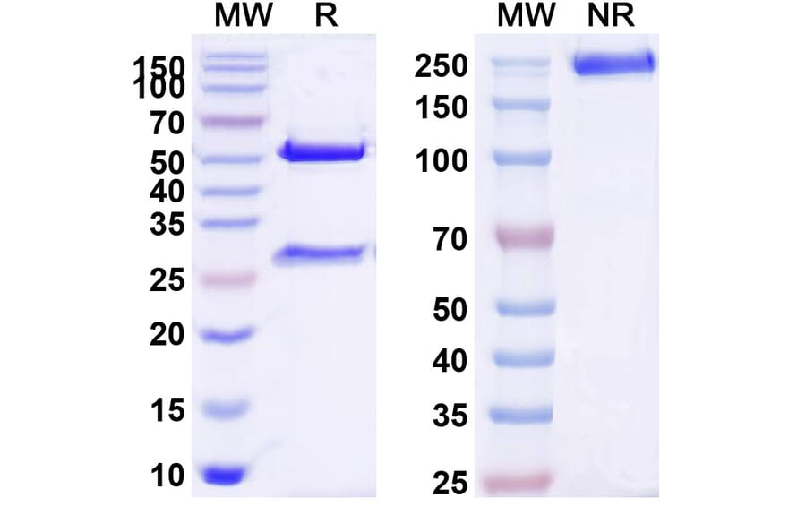 SDS-PAGE - Ziltivekimab Biosimilar - Anti-IL-6 Antibody - BSA and Azide free (A338416) - Antibodies.com