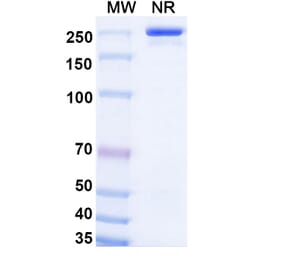 SDS-PAGE - Olokizumab Biosimilar - Anti-IL-6 Antibody - BSA and Azide free (A338418) - Antibodies.com