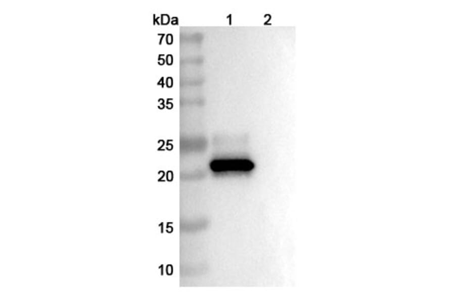 SDS-PAGE - Clazakizumab Biosimilar - Anti-IL-6 Antibody - BSA and Azide free (A338419) - Antibodies.com