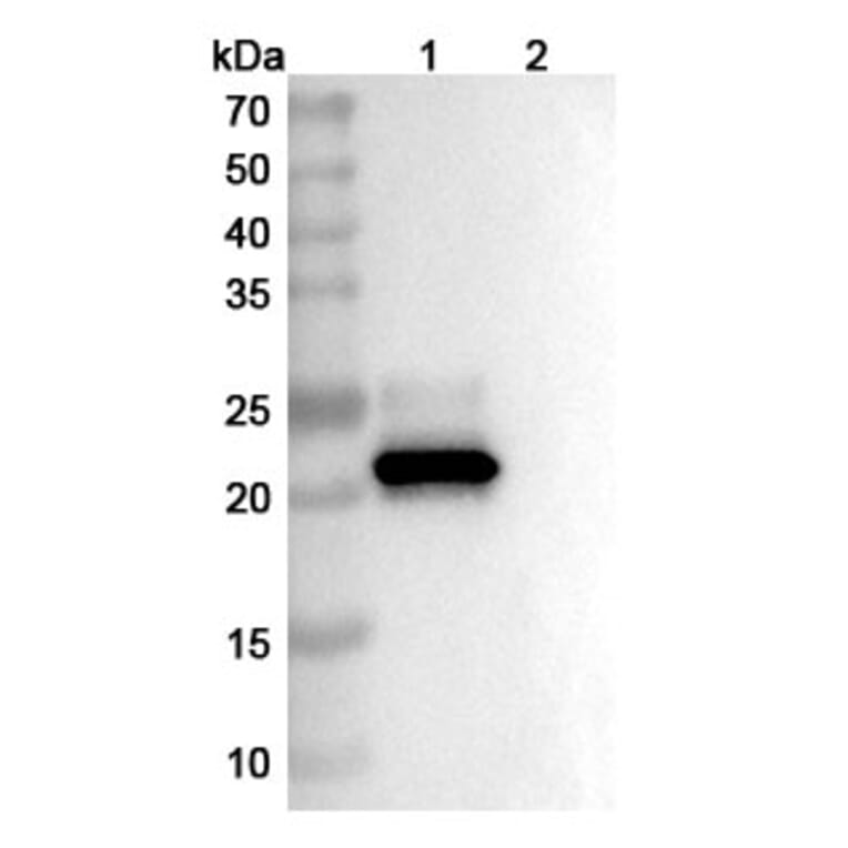 SDS-PAGE - Clazakizumab Biosimilar - Anti-IL-6 Antibody - BSA and Azide free (A338419) - Antibodies.com