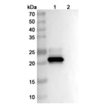 SDS-PAGE - Clazakizumab Biosimilar - Anti-IL-6 Antibody - BSA and Azide free (A338419) - Antibodies.com