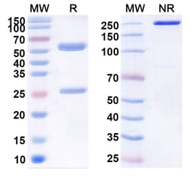 SDS-PAGE - Elsilimomab Biosimilar - Anti-IL-6 Antibody - BSA and Azide free (A338420) - Antibodies.com
