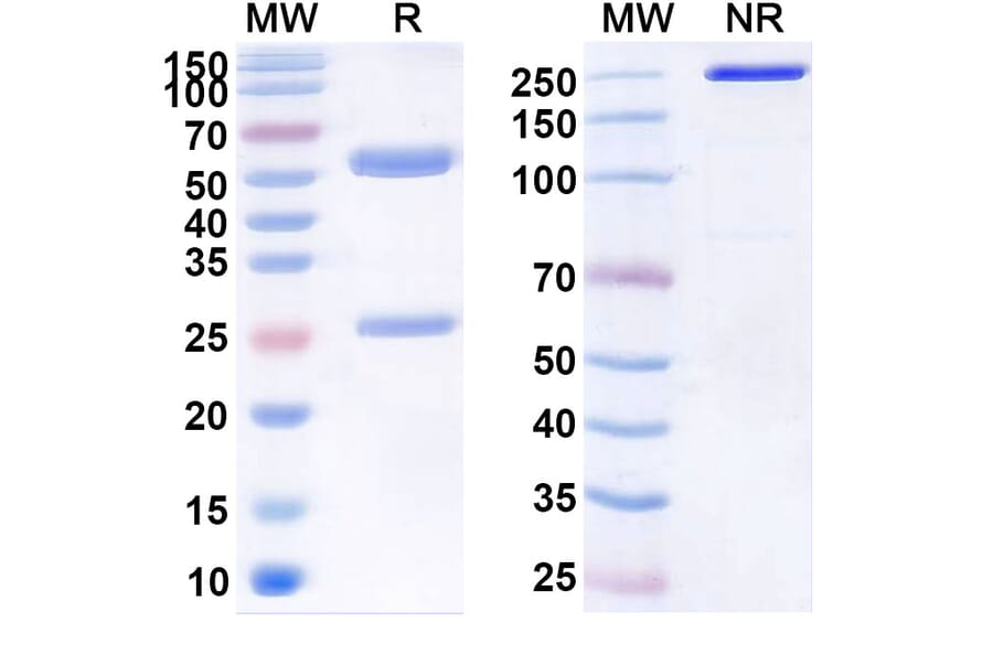 SDS-PAGE - Elsilimomab Biosimilar - Anti-IL-6 Antibody - BSA and Azide free (A338420) - Antibodies.com