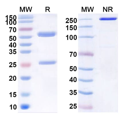 SDS-PAGE - Elsilimomab Biosimilar - Anti-IL-6 Antibody - BSA and Azide free (A338420) - Antibodies.com