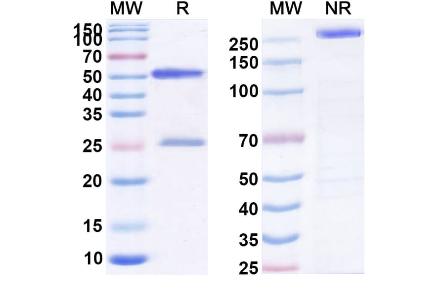 SDS-PAGE - Briakinumab Biosimilar - Anti-IL12B Antibody - BSA and Azide free (A338422) - Antibodies.com