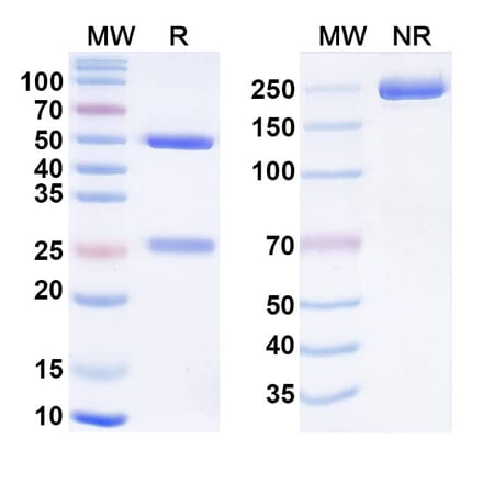 SDS-PAGE - Cendakimab Biosimilar - Anti-IL-13 Antibody - BSA and Azide free (A338423) - Antibodies.com
