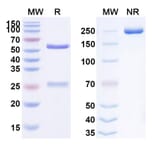 SDS-PAGE - Lebrikizumab Biosimilar - Anti-IL-13 Antibody - BSA and Azide free (A338424) - Antibodies.com