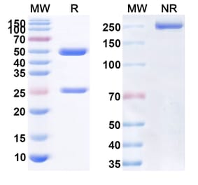 SDS-PAGE - Anrukinzumab Biosimilar - Anti-IL-13 Antibody - BSA and Azide free (A338428) - Antibodies.com