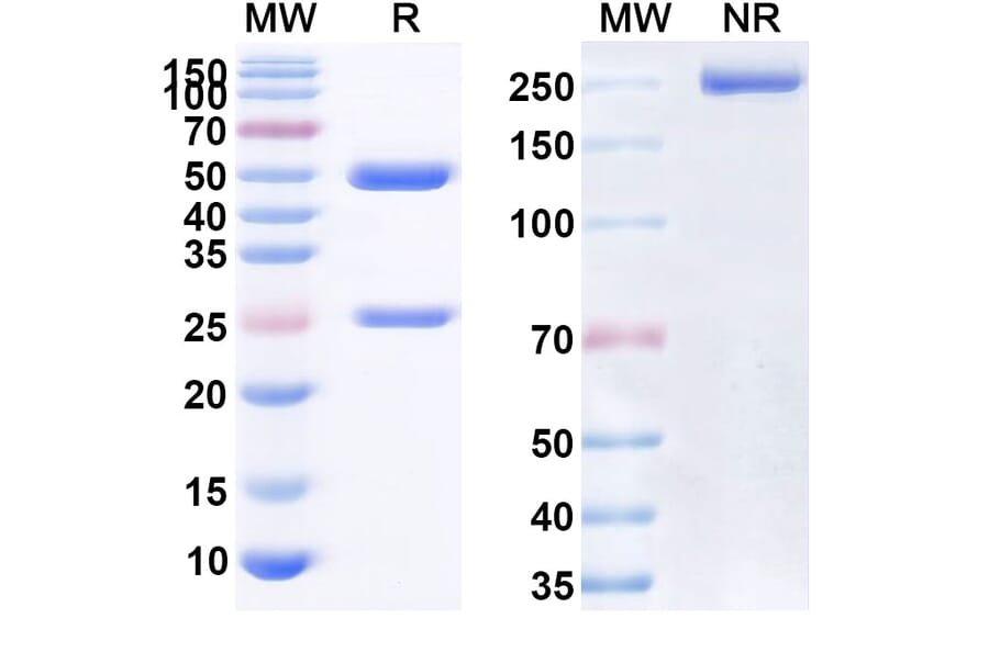 SDS-PAGE - Anrukinzumab Biosimilar - Anti-IL-13 Antibody - BSA and Azide free (A338428) - Antibodies.com