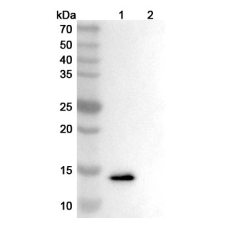 SDS-PAGE - Anrukinzumab Biosimilar - Anti-IL-13 Antibody - BSA and Azide free (A338428) - Antibodies.com