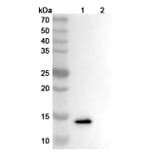 SDS-PAGE - Anrukinzumab Biosimilar - Anti-IL-13 Antibody - BSA and Azide free (A338428) - Antibodies.com