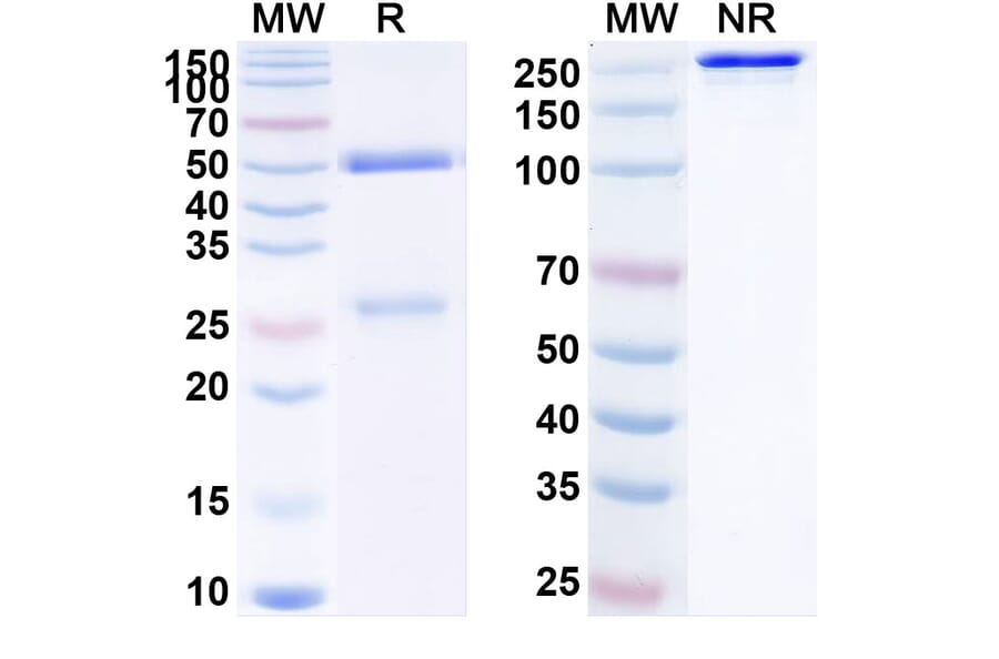 SDS-PAGE - Dectrekumab Biosimilar - Anti-IL-13 Antibody - BSA and Azide free (A338429) - Antibodies.com
