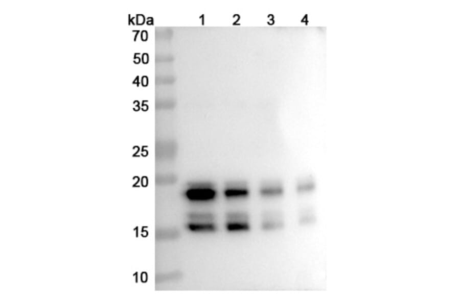 SDS-PAGE - Bimekizumab Biosimilar - Anti-IL-17A + IL-17F Antibody - BSA and Azide free (A338430) - Antibodies.com
