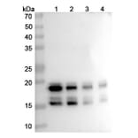SDS-PAGE - Bimekizumab Biosimilar - Anti-IL-17A + IL-17F Antibody - BSA and Azide free (A338430) - Antibodies.com