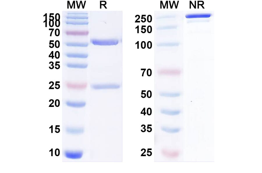 SDS-PAGE - Bimekizumab Biosimilar - Anti-IL-17A + IL-17F Antibody - BSA and Azide free (A338430) - Antibodies.com