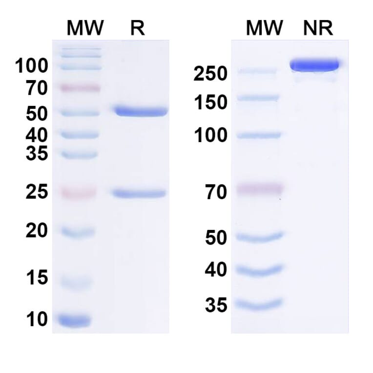SDS-PAGE - Netakimab Biosimilar - Anti-IL-17A Antibody - BSA and Azide free (A338432) - Antibodies.com