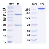 SDS-PAGE - Netakimab Biosimilar - Anti-IL-17A Antibody - BSA and Azide free (A338432) - Antibodies.com