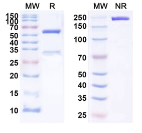 SDS-PAGE - Perakizumab Biosimilar - Anti-IL-17A Antibody - BSA and Azide free (A338433) - Antibodies.com