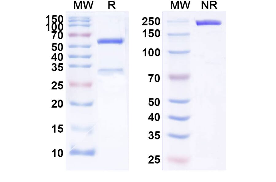 SDS-PAGE - Perakizumab Biosimilar - Anti-IL-17A Antibody - BSA and Azide free (A338433) - Antibodies.com