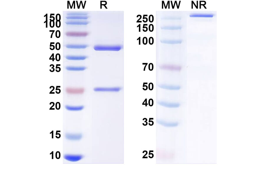 SDS-PAGE - Afasevikumab Biosimilar - Anti-IL-17A + IL-17F Antibody - BSA and Azide free (A338434) - Antibodies.com