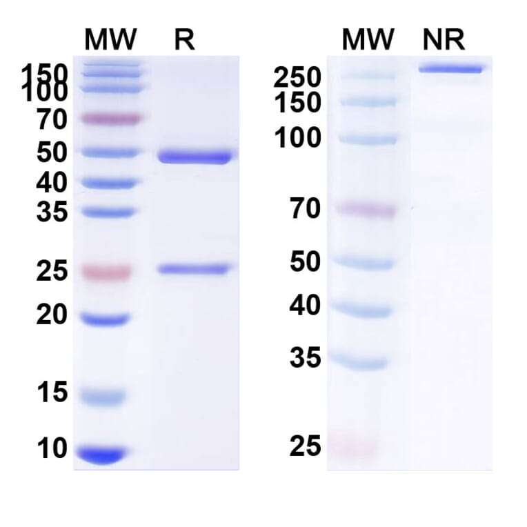SDS-PAGE - Afasevikumab Biosimilar - Anti-IL-17A + IL-17F Antibody - BSA and Azide free (A338434) - Antibodies.com