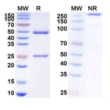 SDS-PAGE - Afasevikumab Biosimilar - Anti-IL-17A + IL-17F Antibody - BSA and Azide free (A338434) - Antibodies.com