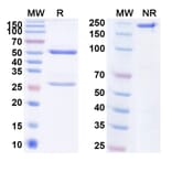 SDS-PAGE - Fletikumab Biosimilar - Anti-IL-20 Antibody - BSA and Azide free (A338437) - Antibodies.com
