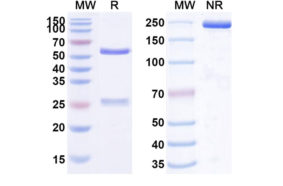 SDS-PAGE - Fezakinumab Biosimilar - Anti-IL-22 Antibody - BSA and Azide free (A338439) - Antibodies.com