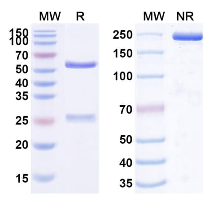 SDS-PAGE - Fezakinumab Biosimilar - Anti-IL-22 Antibody - BSA and Azide free (A338439) - Antibodies.com