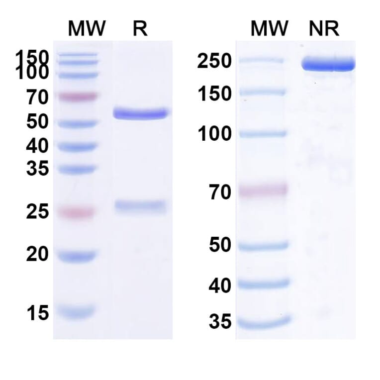 SDS-PAGE - Fezakinumab Biosimilar - Anti-IL-22 Antibody - BSA and Azide free (A338439) - Antibodies.com