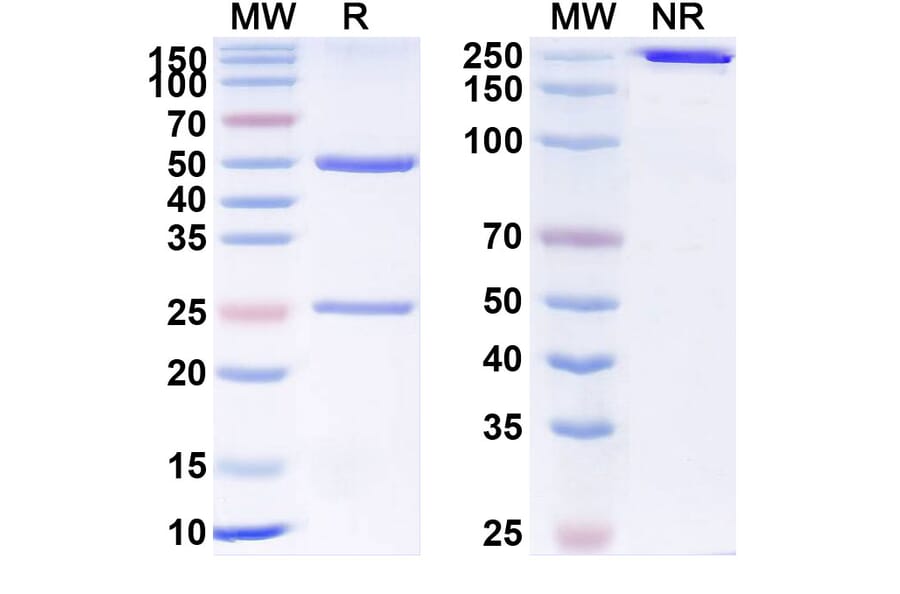 SDS-PAGE - Brazikumab Biosimilar - Anti-IL-23 p19 Antibody - BSA and Azide free (A338440) - Antibodies.com