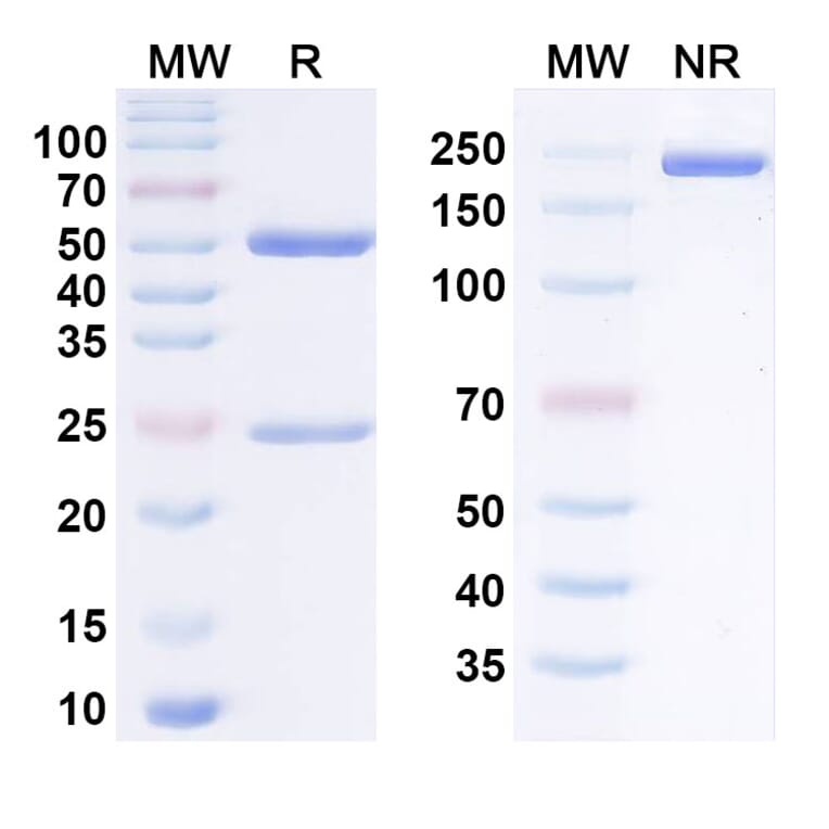SDS-PAGE - Mirikizumab Biosimilar - Anti-IL-23 p19 Antibody - BSA and Azide free (A338441) - Antibodies.com