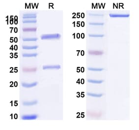 SDS-PAGE - Itepekimab Biosimilar - Anti-IL-33 Antibody - BSA and Azide free (A338443) - Antibodies.com