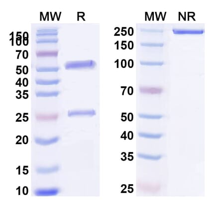 SDS-PAGE - Itepekimab Biosimilar - Anti-IL-33 Antibody - BSA and Azide free (A338443) - Antibodies.com