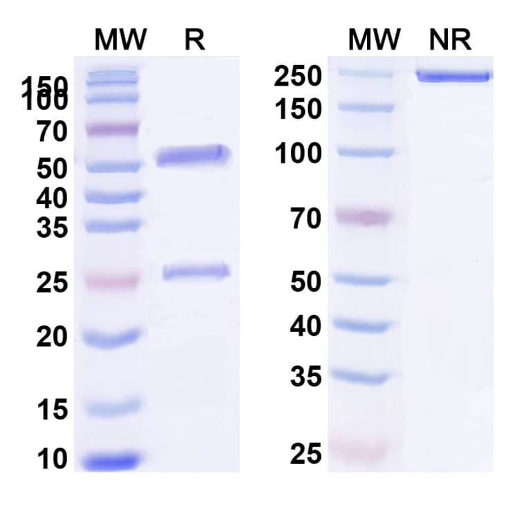 SDS-PAGE - Itepekimab Biosimilar - Anti-IL-33 Antibody - BSA and Azide free (A338443) - Antibodies.com