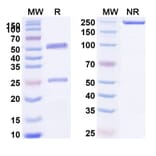 SDS-PAGE - Itepekimab Biosimilar - Anti-IL-33 Antibody - BSA and Azide free (A338443) - Antibodies.com