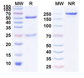 SDS-PAGE - Faralimomab Biosimilar - Anti-IFNAR1 Antibody - BSA and Azide free (A338445) - Antibodies.com