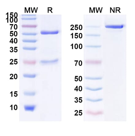 SDS-PAGE - Faralimomab Biosimilar - Anti-IFNAR1 Antibody - BSA and Azide free (A338445) - Antibodies.com