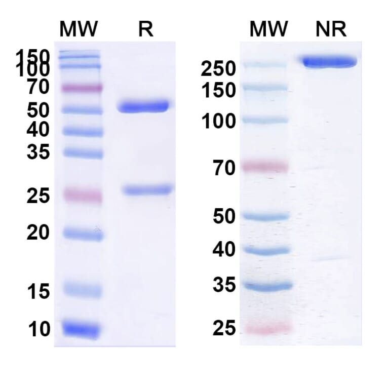 SDS-PAGE - Fontolizumab Biosimilar - Anti-IFN gamma Antibody - BSA and Azide free (A338447) - Antibodies.com
