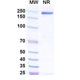SDS-PAGE - Afelimomab Biosimilar - Anti-TNF alpha Antibody - BSA and Azide free (A338448) - Antibodies.com